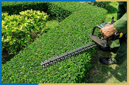 Trimming hedge